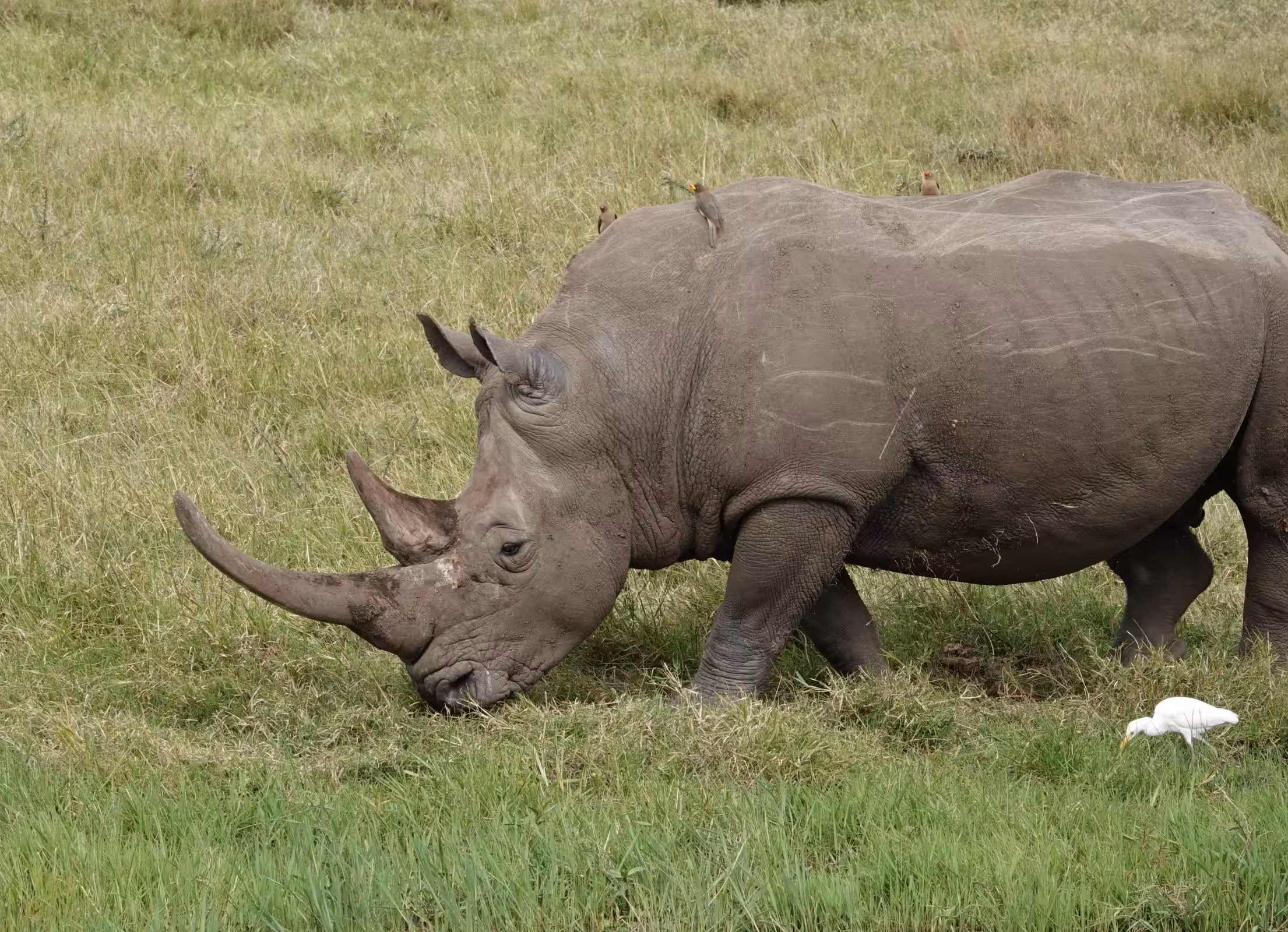 Kjør fra Nairobi til Ol' Pejeta Conservancy