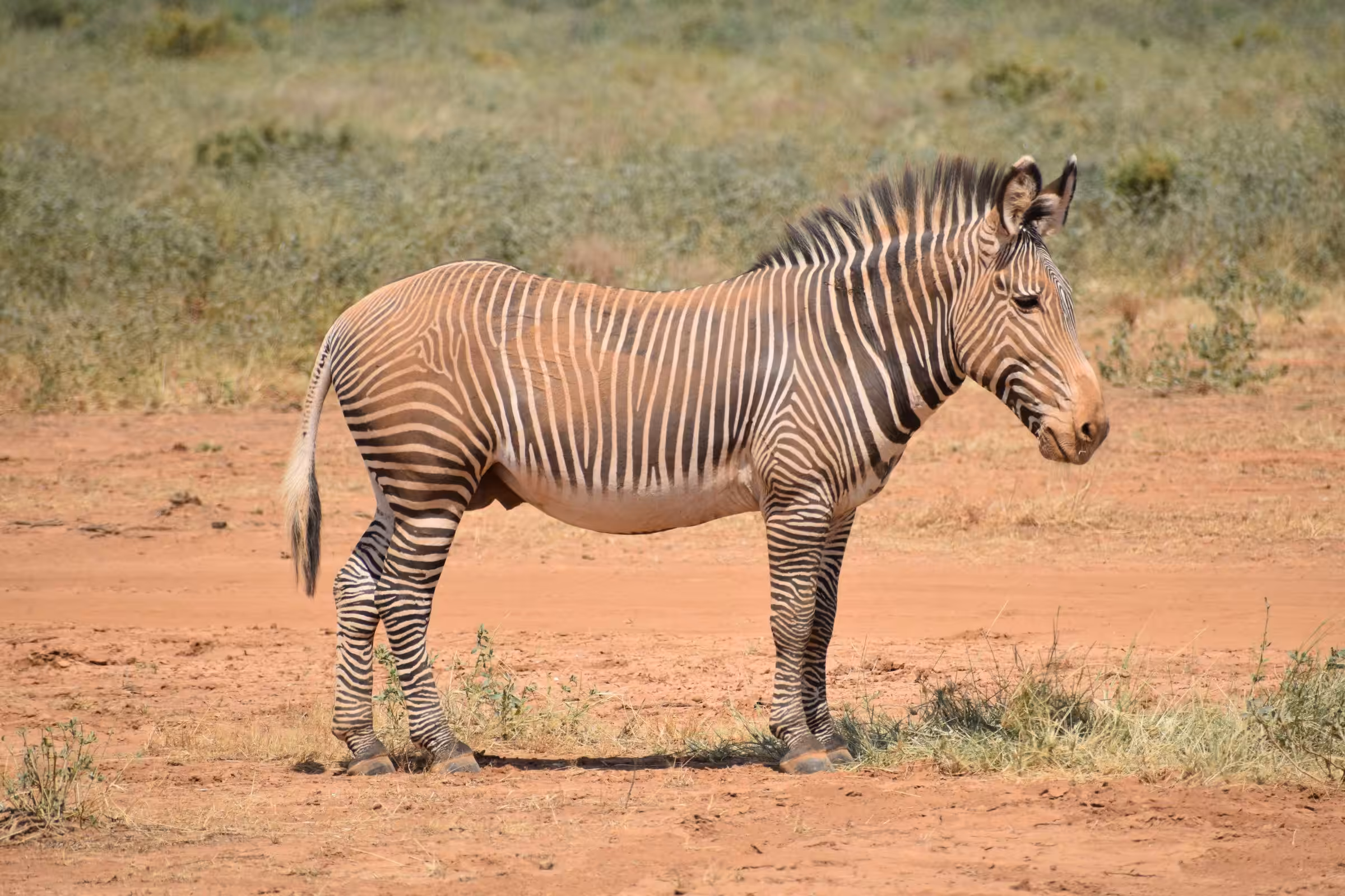 Kjør fra Ol' Pejeta Conservancy til Samburu National Reserve