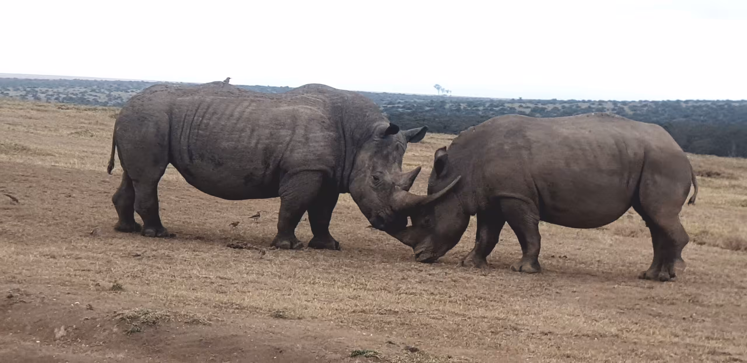 Kjøring fra Samburu til Solio Ranch Conservancy