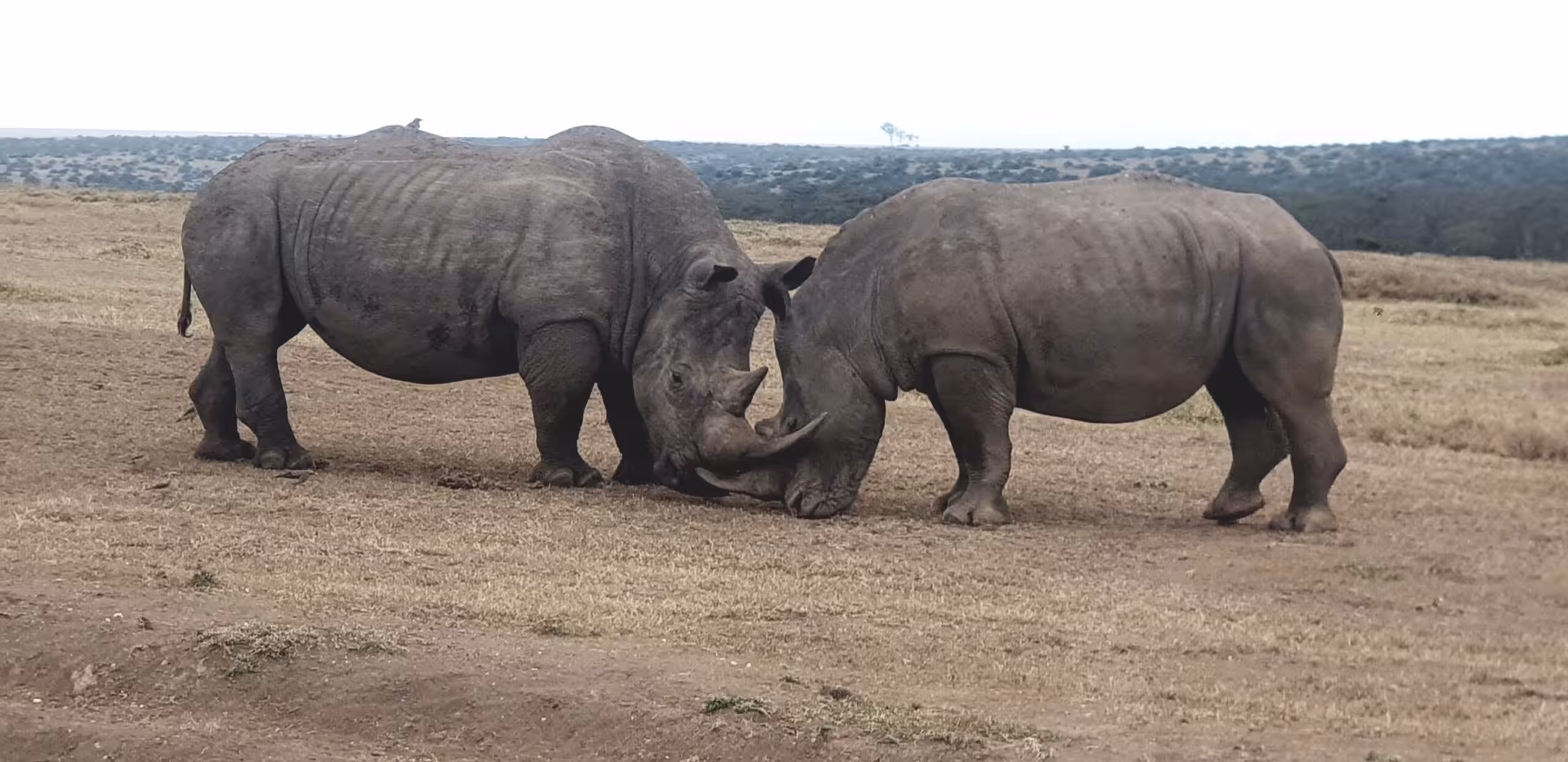 Kjør fra Ol' Pejeta Conservancy til Solio Conservancy