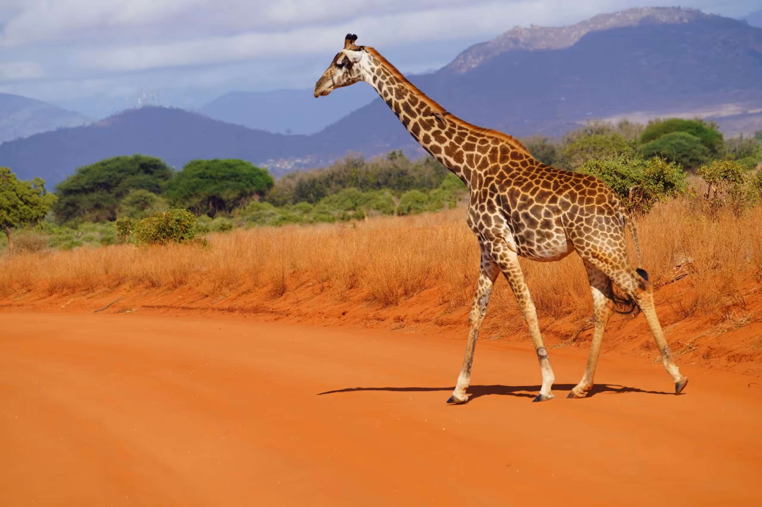 Kjør fra Amboseli nasjonalpark til Tsavo East nasjonalpark