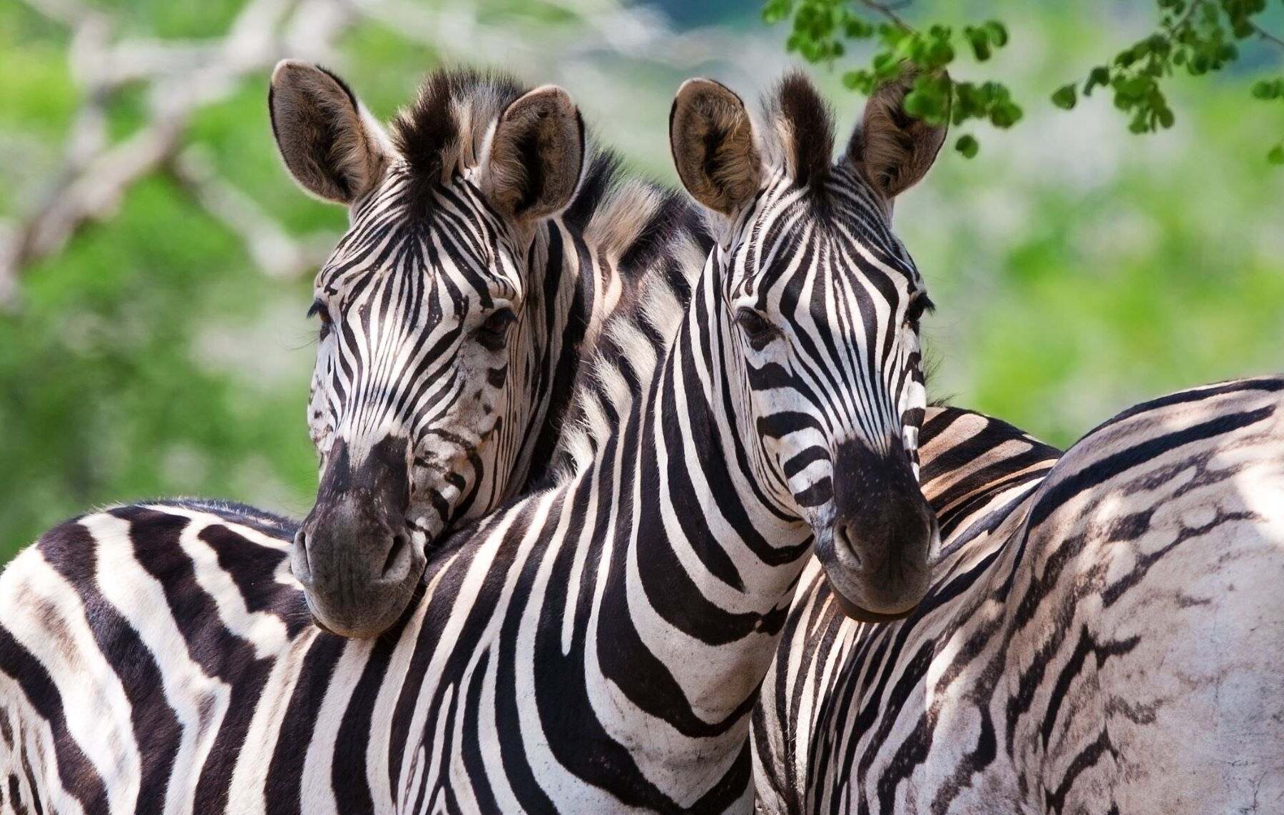 To sebraer står ved siden av hverandre, begge ser forover, i Kruger nasjonalpark