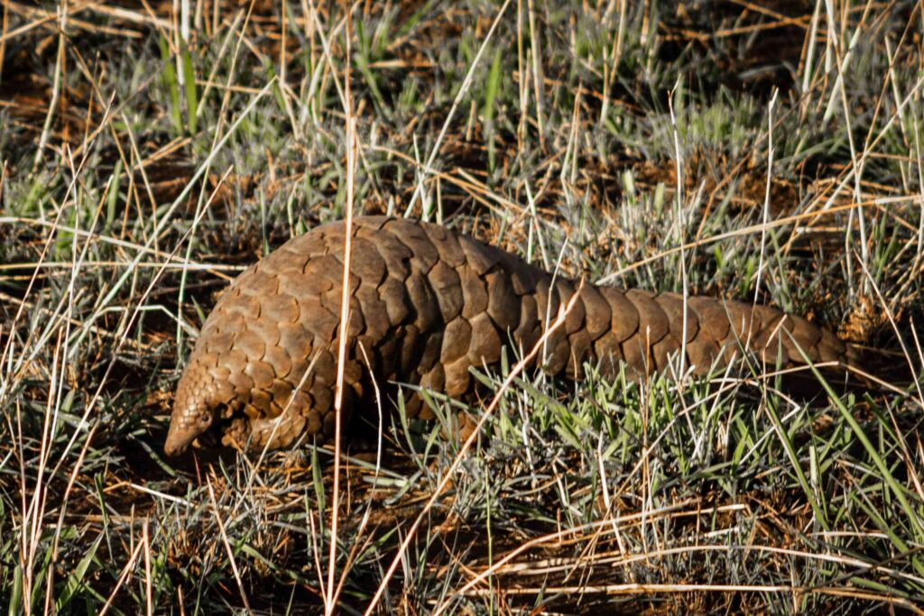 Skjelldyr går gjennom gresset i Kidepo Valley nasjonalpark