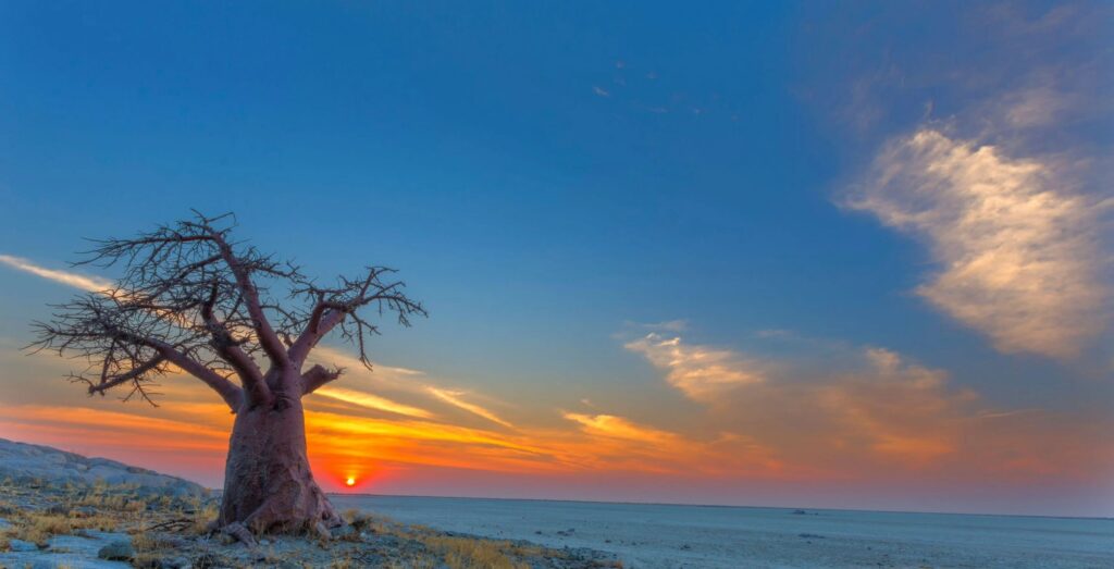 Stort baobab-tre i åpent landskap på Kubu Island, Botswana