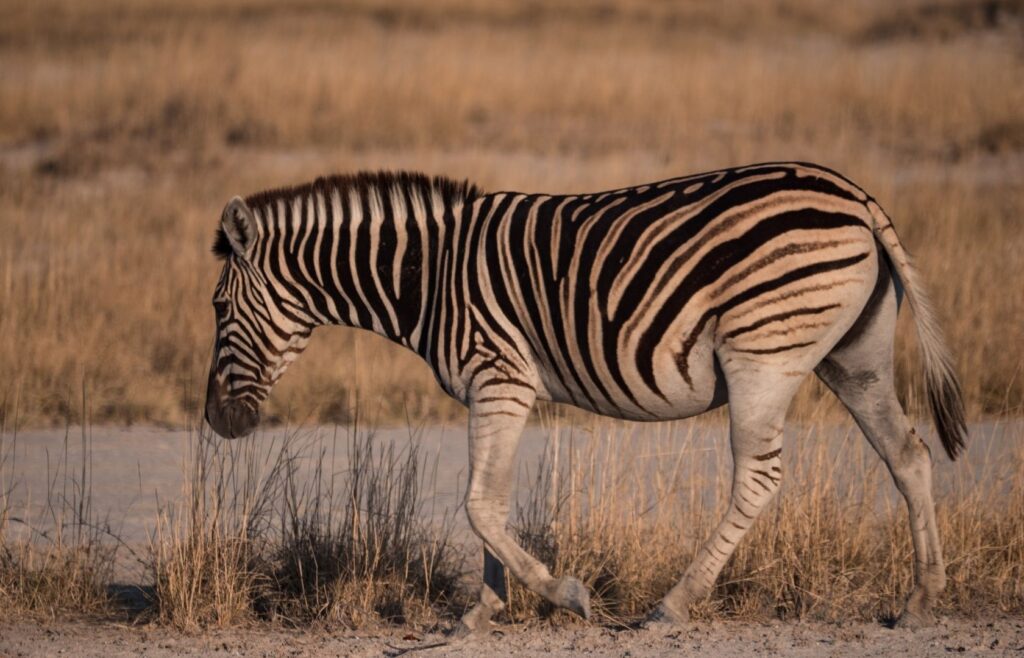 Sebra går i Makgadikgadi Pans nasjonalpark