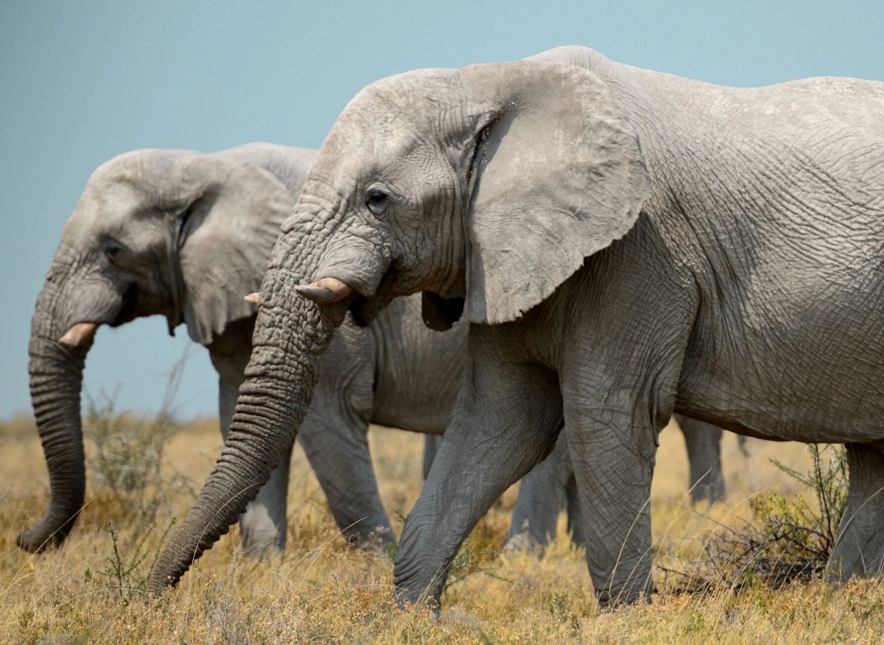 Elephants - Website pics