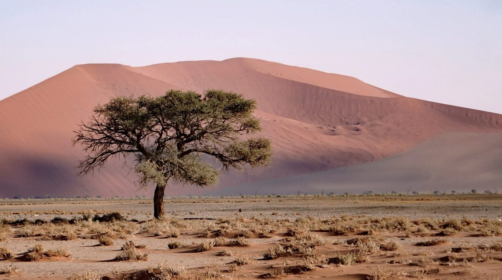 Lone acacia in front of Dune 45 - Website pics