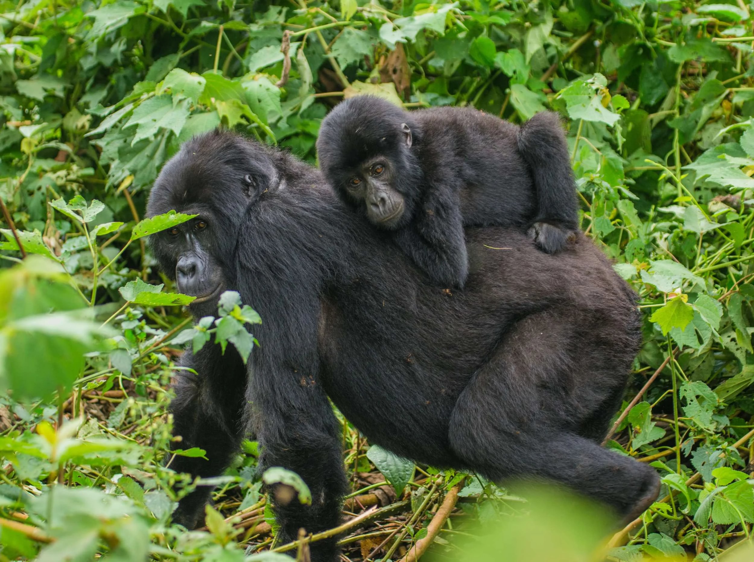 Fjellgorilla i Uganda går med babyen sin på ryggen