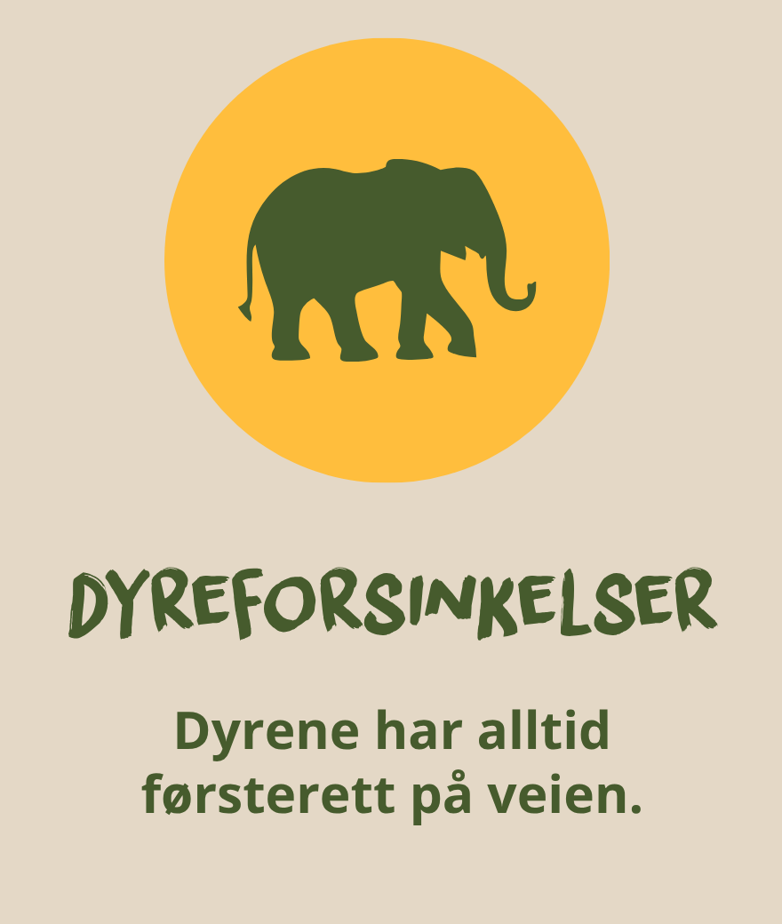 En elefant krysser veien og kan føre til forsinkelser under en safari i Botswana.
