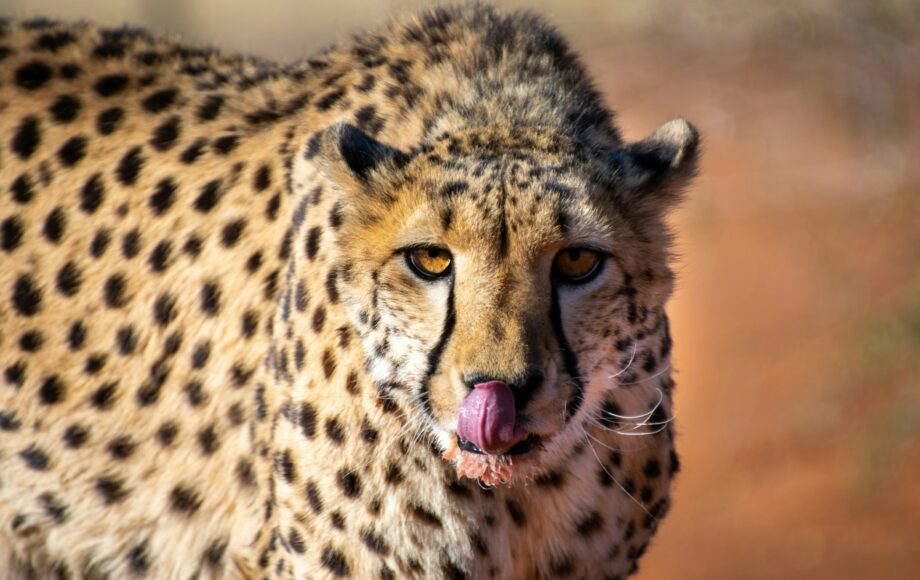 Gepard i Namibia Kalahari slikker seg rundt leppene