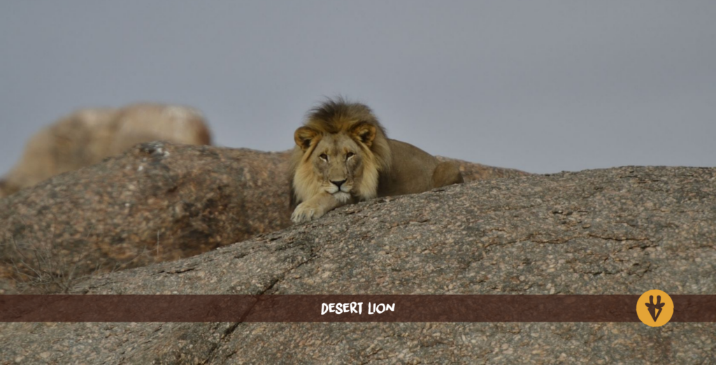Desert lion lying on a big grey rock in Kunene Damaraland