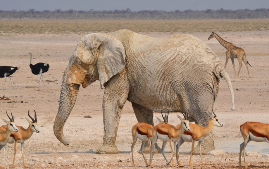 Elefant omringet av springbukker, strutser og sjiraffer i Etosha nasjonalpark i Namibia