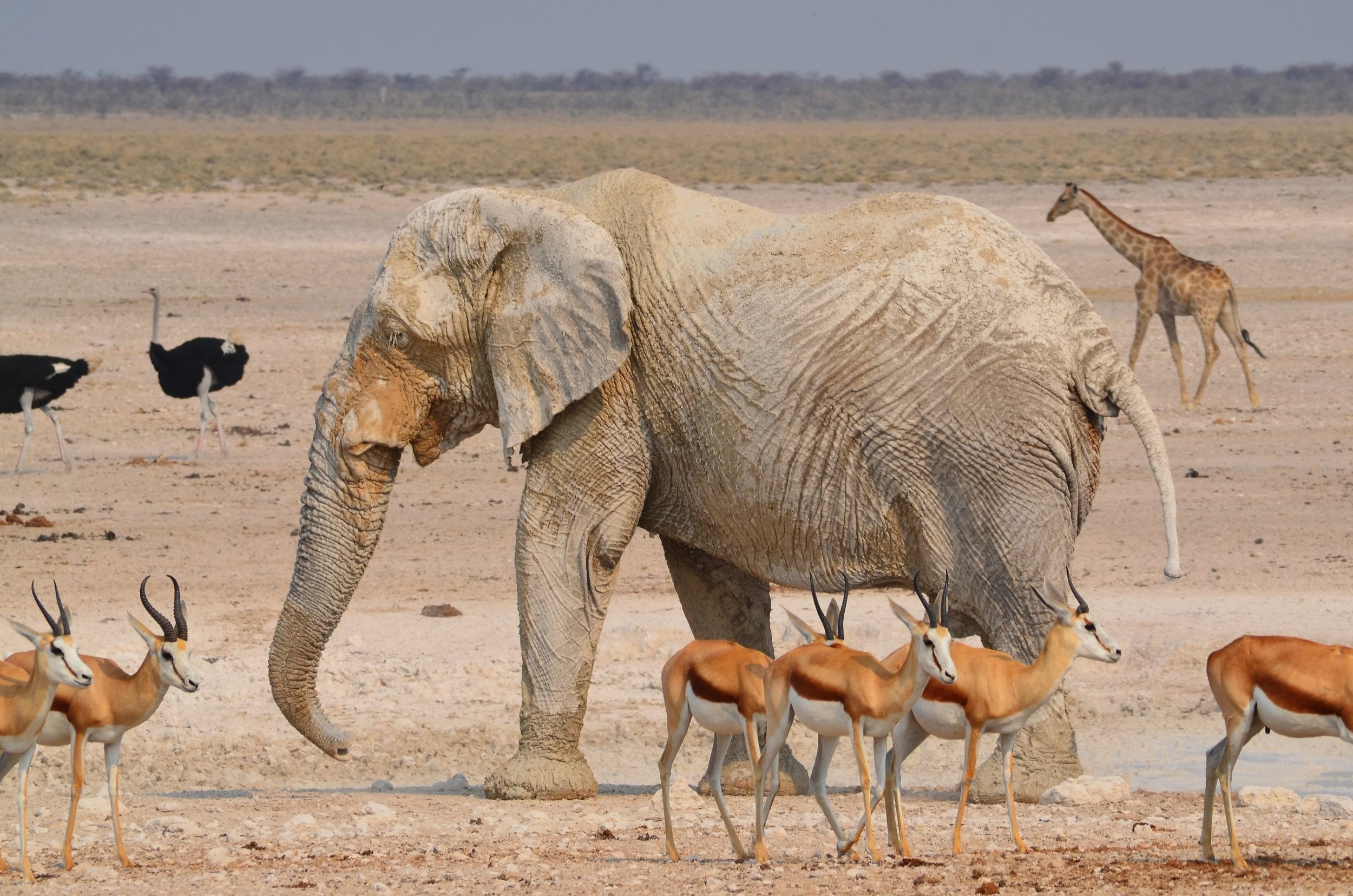 Elefant omringet av springbukker, strutser og en sjiraff i Etosha nasjonalpark i Namibia