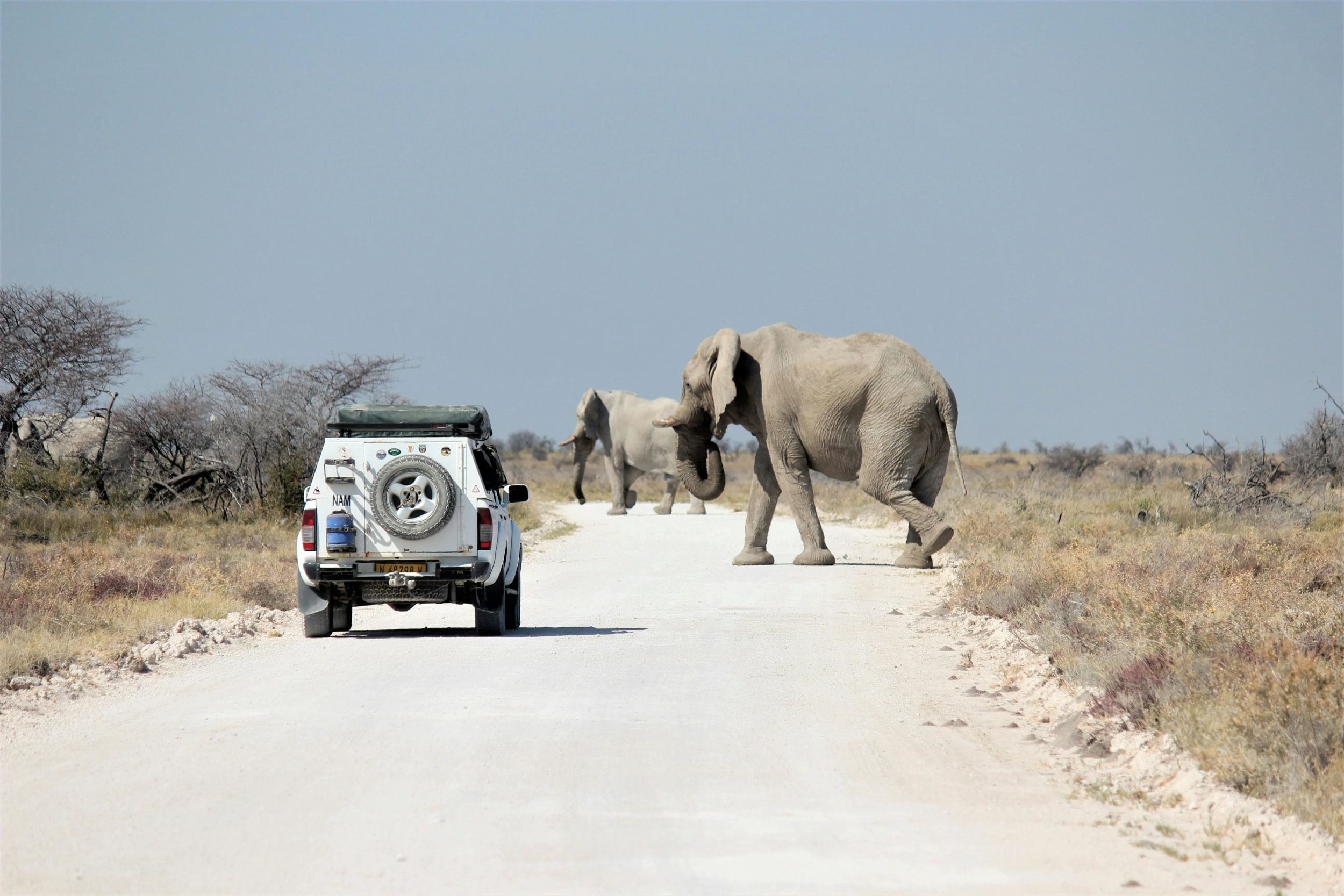 Elefanter krysser veien foran et safarikjøretøy i Etosha Park i Namibia