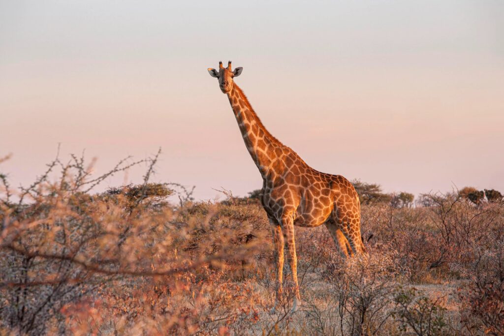 En sjiraff står på en slette omkranset av busker, i solnedgangen i Etosha nasjonalpark, Namibia