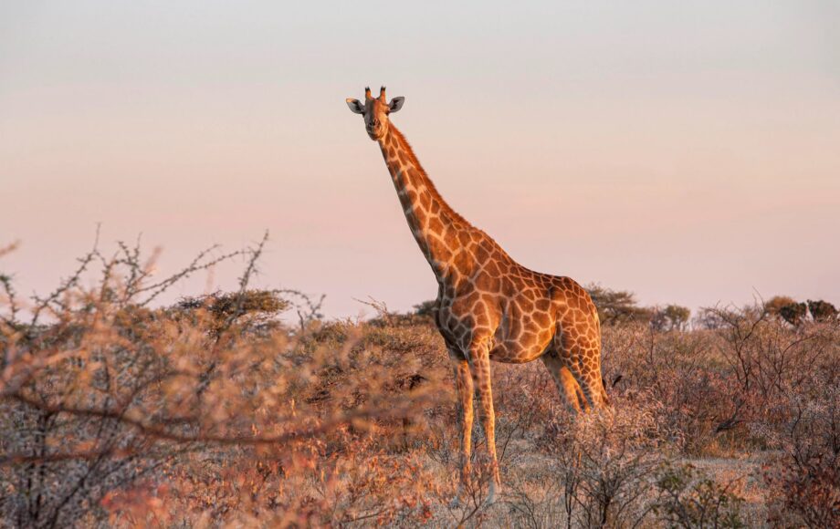 En sjiraff står på en slette omkranset av busker, i solnedgangen i Etosha nasjonalpark, Namibia