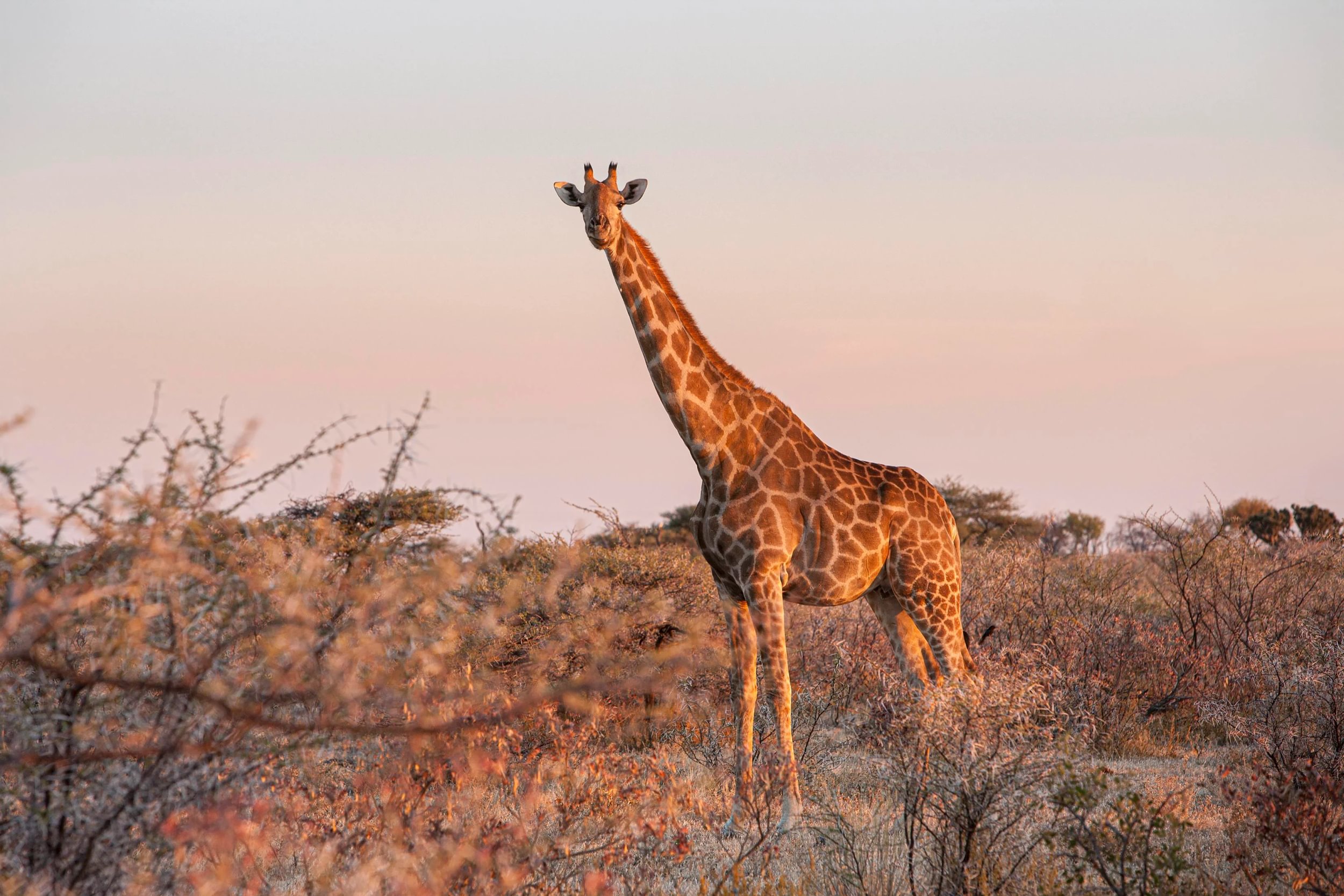 Sjiraff står på en slette omringet av busker i solnedgangen i Etosha nasjonalpark Namibia