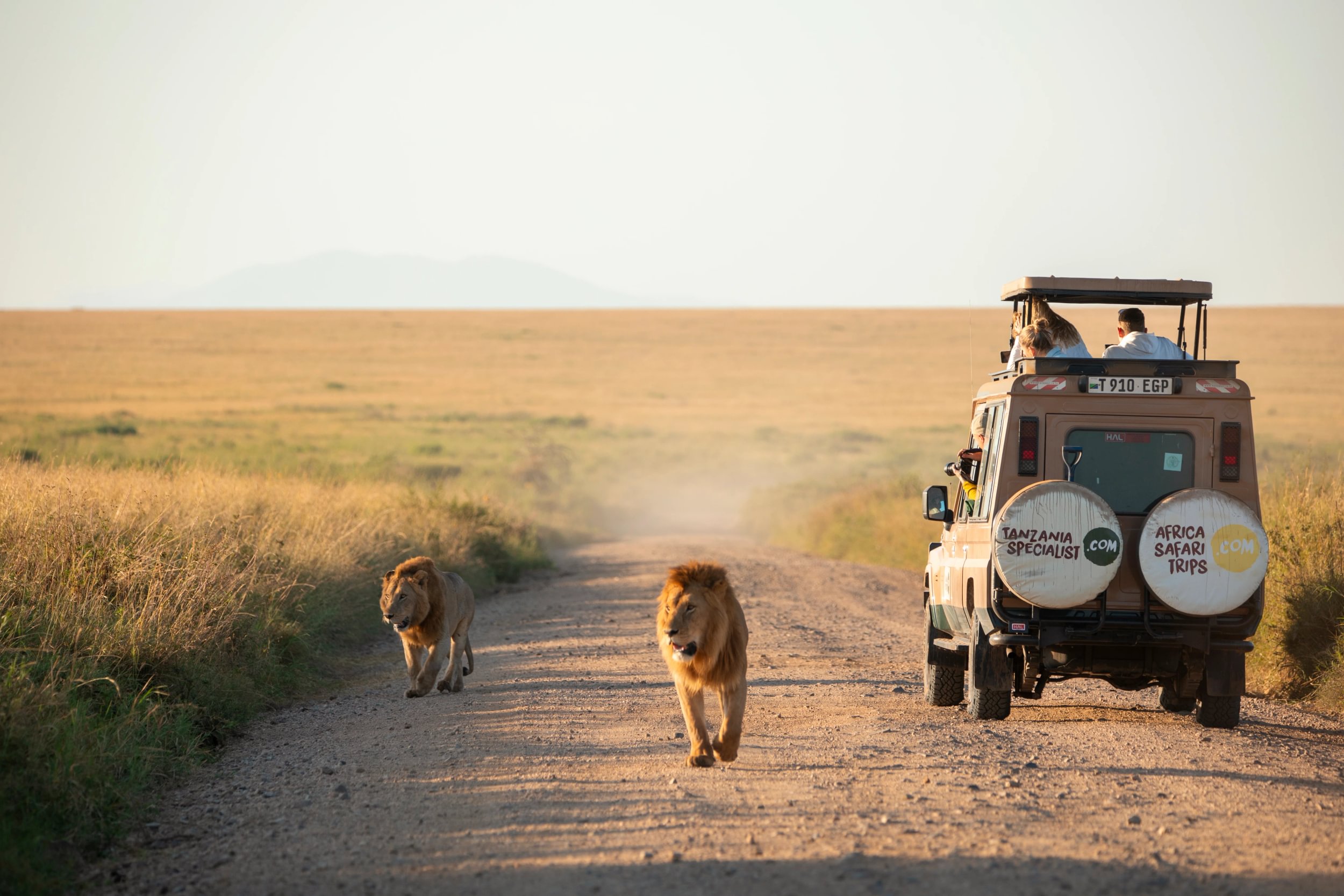 To løver går forbi en safarijeep fra Tanzania Specialist på en støvete vei gjennom landskapet