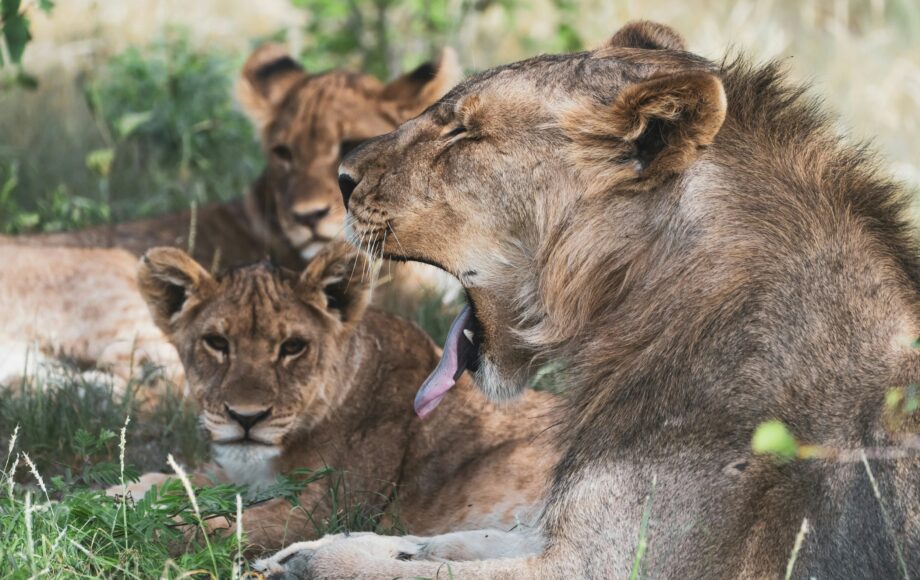 Løveflokk hviler i skyggen i Namibias Etosha Nasjonalpark, der en løve gjesper