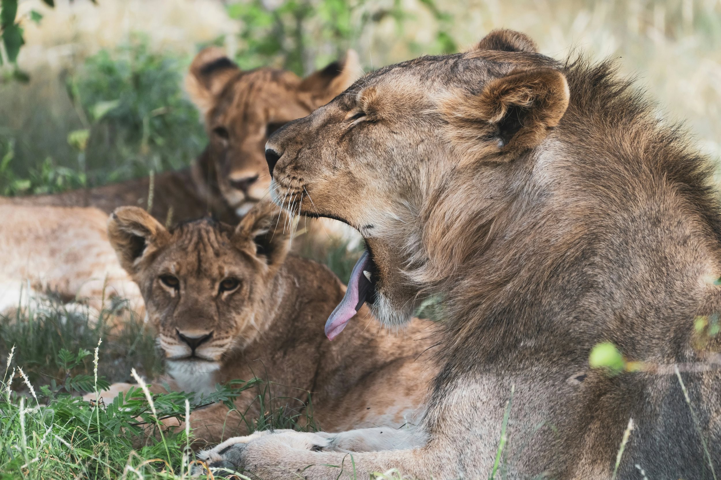 Løveflokk hviler i skyggen i Etosha nasjonalpark Namibia, en av dem gjesper