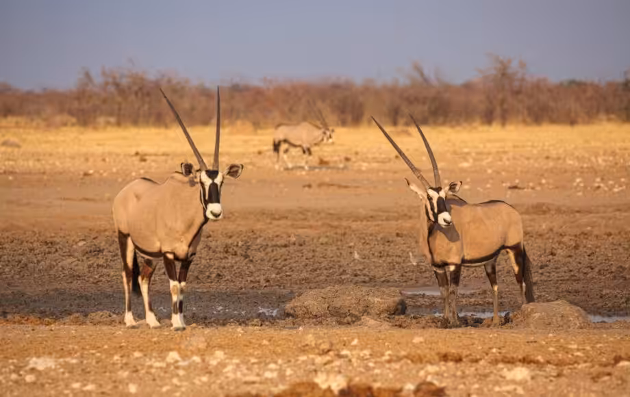 Oryxantiloper i gult gress ved Etosha-vannhullet