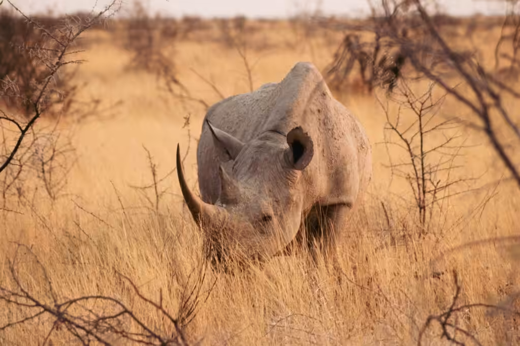 Neshorn går i det høye, gule gresset i Etosha nasjonalpark