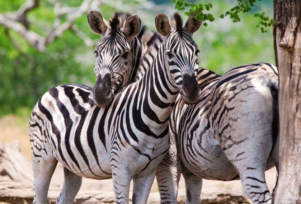 To sebraer står blant trær i Kruger National Park, Sør-Afrika.