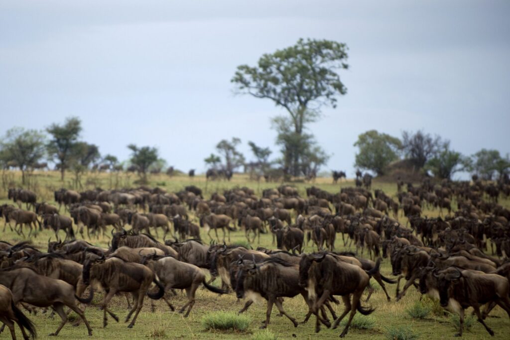 En flokk med gnuer på grønn slette i Tanzania