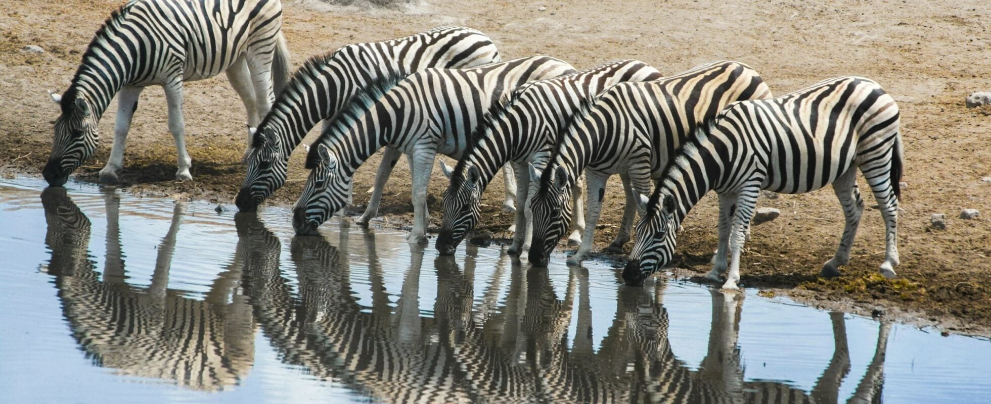 Sebraer speiler seg i vannet mens de drikker ved vannhullet i Etosha nasjonalpark, Namibia