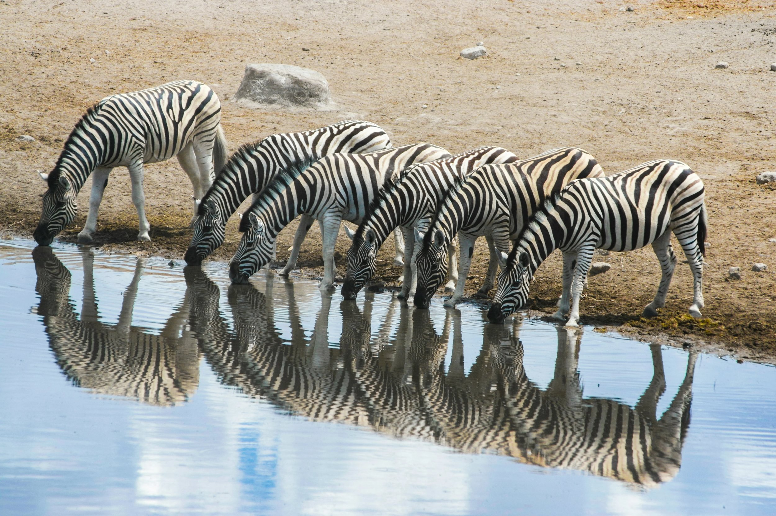 Sebraer reflekteres i vannet mens de drikker ved vannhullet i Etosha nasjonalpark i Namibia