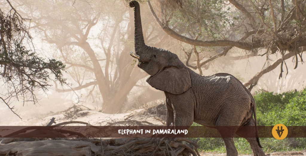 En ørkenelefant står på en gren som har falt ned, og strekker snabelen opp mot et tre i Kunene Damaraland