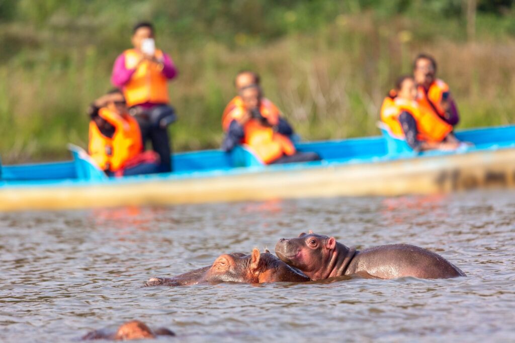 Flodhester svømmer i Lake Naivasha under en båtsafari i Kenya, mens reisende observerer dyrelivet fra en liten båt i bakgrunnen.
