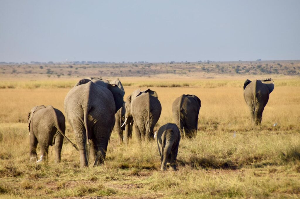 Elefantflokk med unge kalver går gjennom en åpen savanne i Kenya.