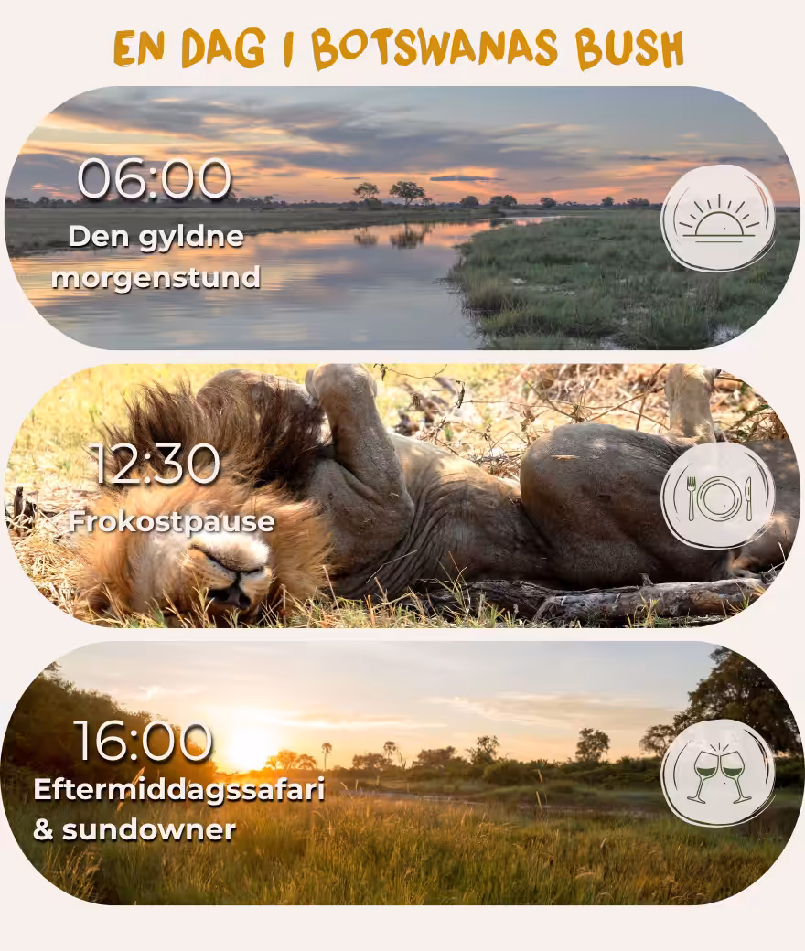 Typisk dagsprogram for safari i Botswana: morgenaktivitet kl. 06:00, lunsjhvil kl. 12:30 og ettermiddagssafari med sundowner kl. 16:00