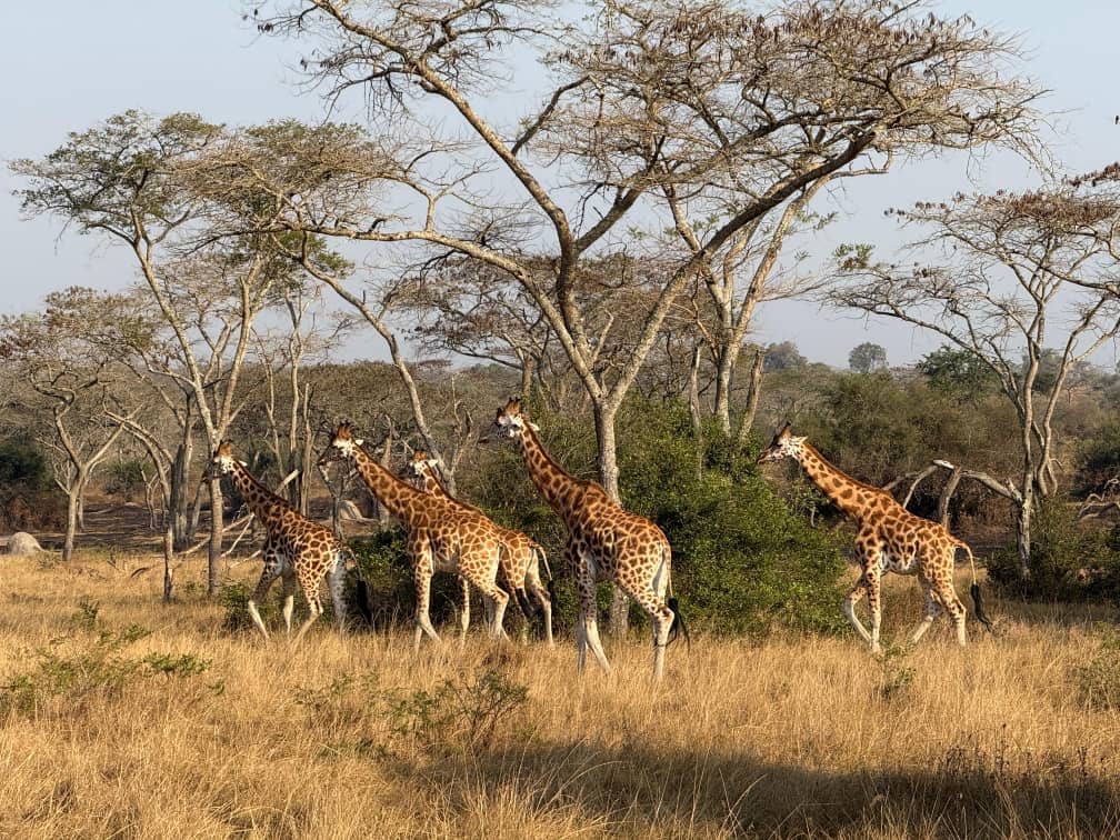 En flokk sjiraffer spiser blader fra akasietrær på savannen i Uganda.