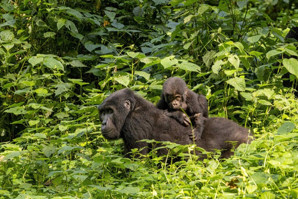 Gorilla med gorillababy på ryggen