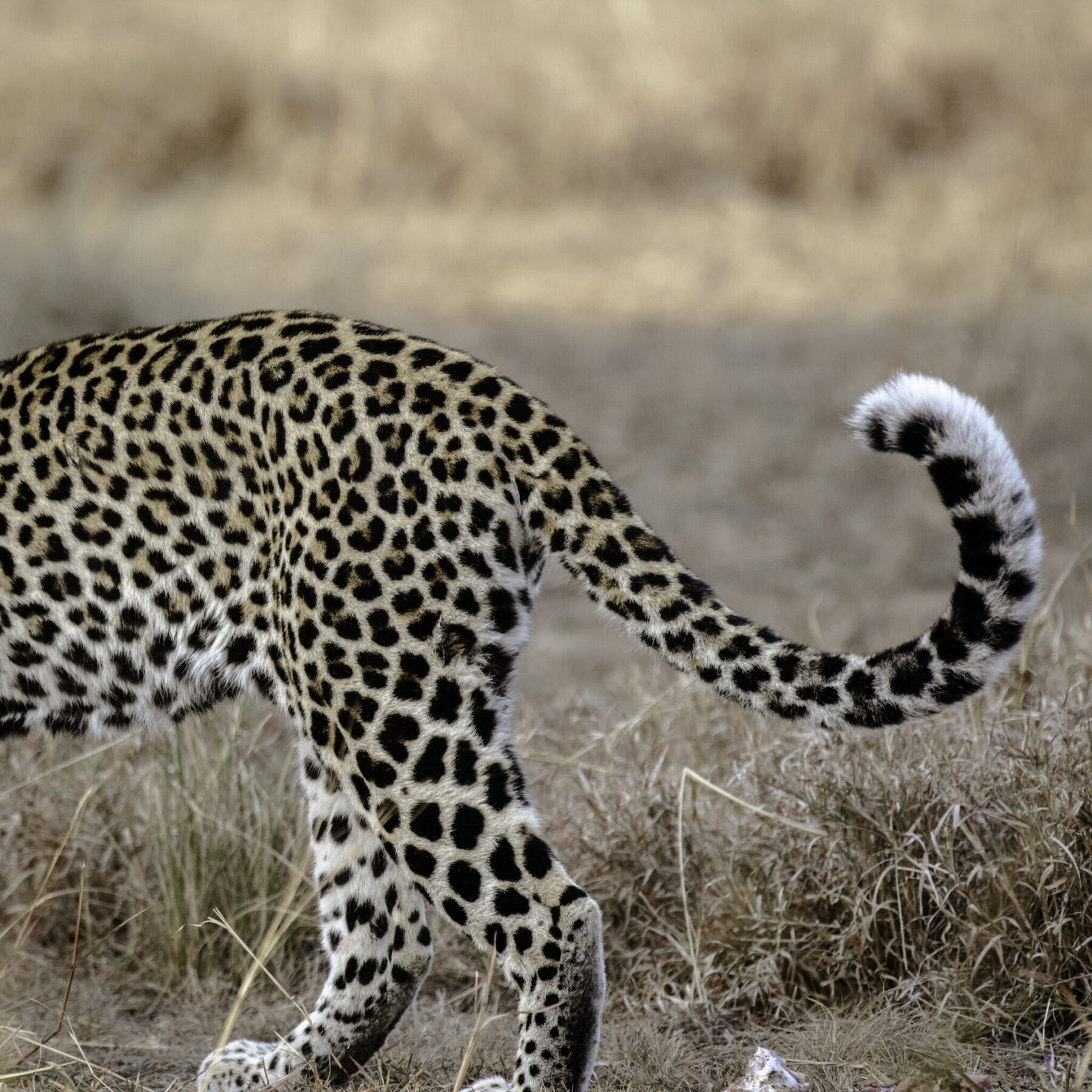 Leopard går gjennom ørt gress i Queen Elizabeth nasjonalpark, Uganda.