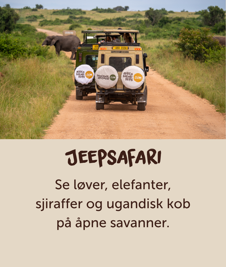 Privat safarijeep som passerer en elefant under en game drive i Uganda.