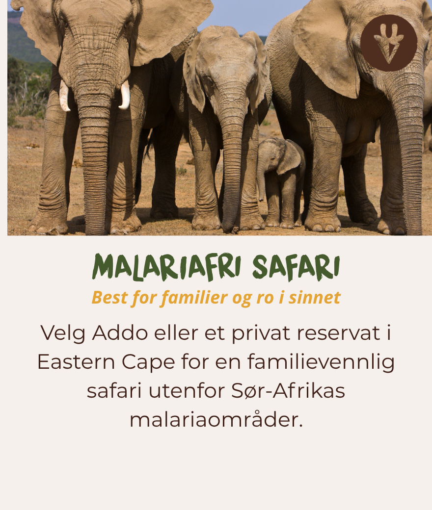 Malaria-free family safari in Addo Elephant National Park or the Eastern Cape.