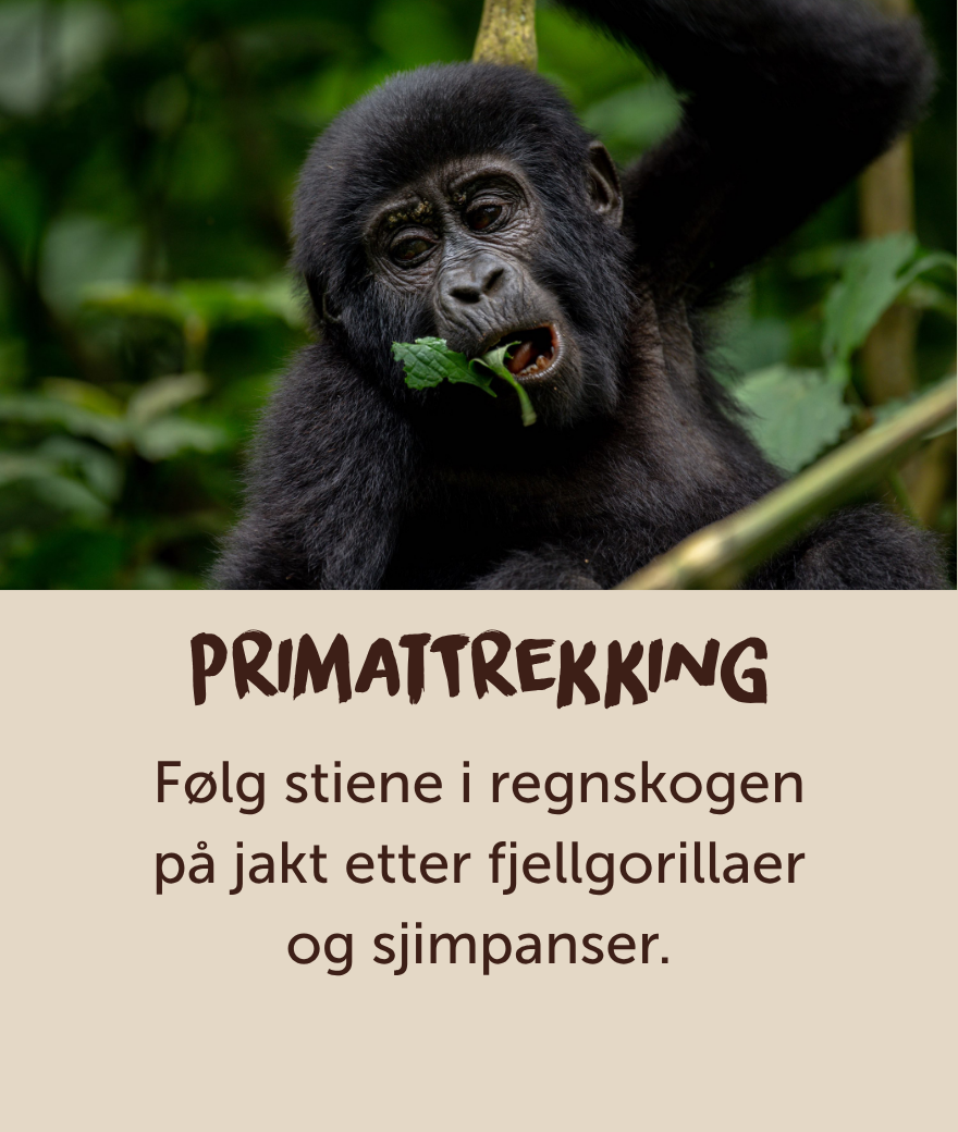 Ung fjellgorilla som spiser blader i Ugandas regnskog.