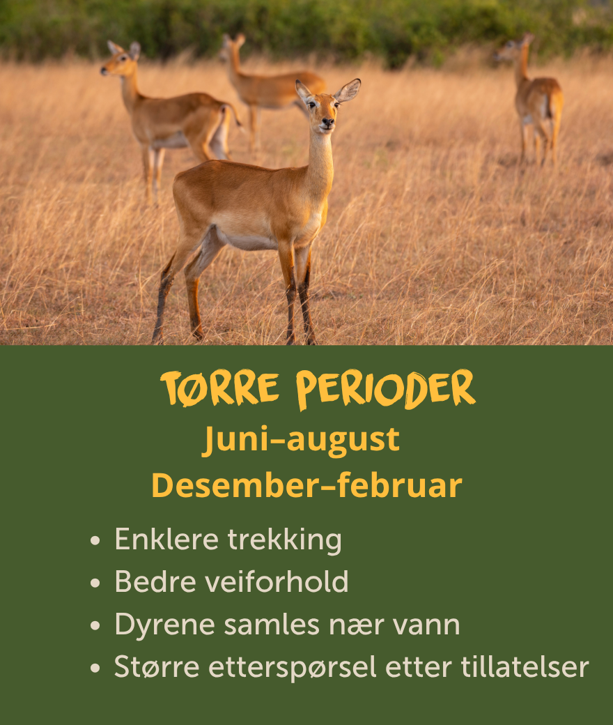 Tørketidene i Uganda fra juni til august og desember til februar byr på enklere fotturer, bedre veier og dyreliv nær vannkildene.