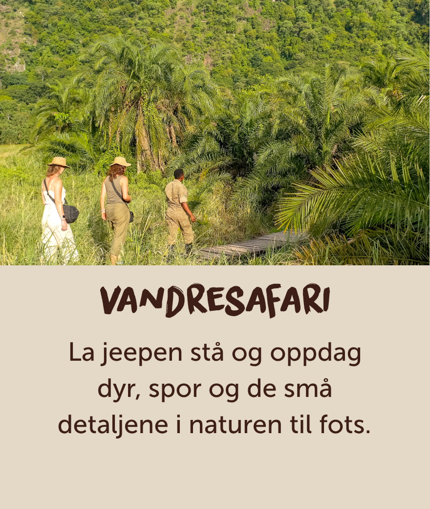 Reisende som utforsker Ugandas grønne landskap på en guidet vandresafari.