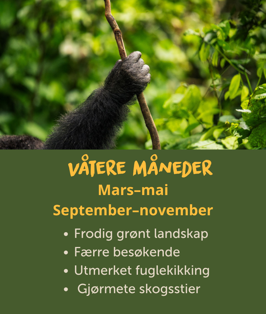 De våtere månedene i Uganda fra mars til mai og september til november byr på frodige landskap, færre besøkende og fantastiske muligheter for fugletitting.